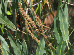 Rumex salicifolius