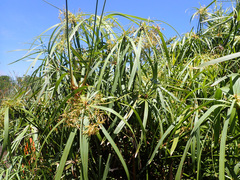 Cyperus textilis