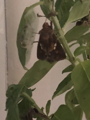 Plusiinae