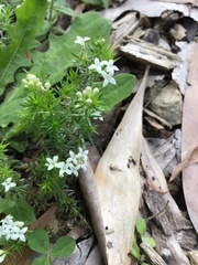 Asperula scoparia