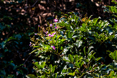 Philenoptera sutherlandii