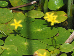 Nymphoides thunbergiana