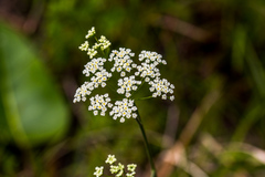 Pimpinella caffra