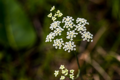 Pimpinella caffra