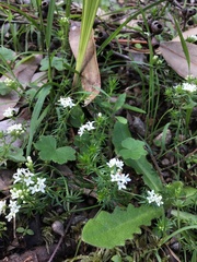 Asperula scoparia
