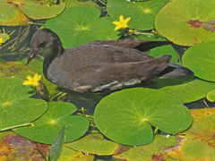 Gallinula chloropus meridionalis
