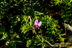 Polygala gazensis