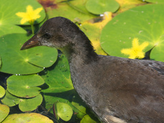 Gallinula chloropus meridionalis