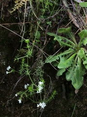 Asperula scoparia
