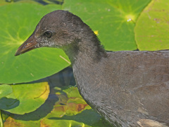Gallinula chloropus meridionalis