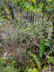 Pseudoscolopia polyantha