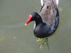 Gallinula chloropus meridionalis