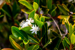 Pseudoscolopia polyantha