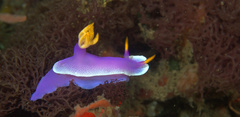 Hypselodoris apolegma