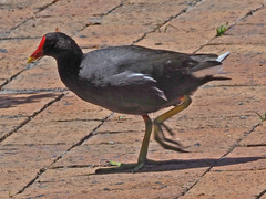 Gallinula chloropus meridionalis