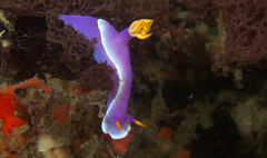 Hypselodoris apolegma
