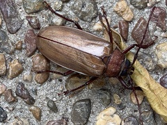Agrianome spinicollis