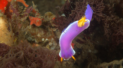 Hypselodoris apolegma