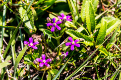 Raphionacme hirsuta