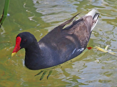 Gallinula chloropus meridionalis