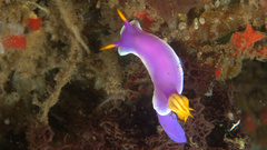 Hypselodoris apolegma