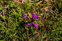 Raphionacme hirsuta