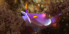Hypselodoris apolegma