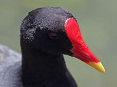 Gallinula chloropus meridionalis
