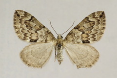 Thera variata