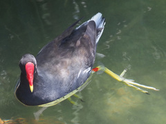 Gallinula chloropus meridionalis
