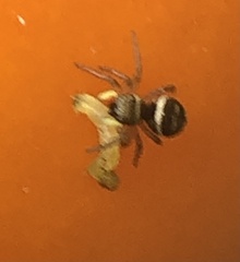 Heliophanus