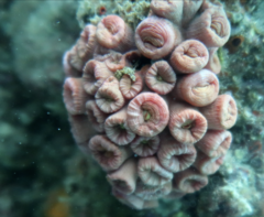 Tubastraea coccinea