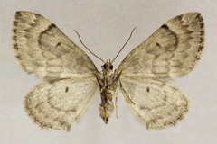 Thera variata