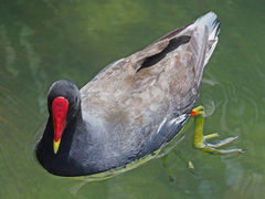 Gallinula chloropus meridionalis