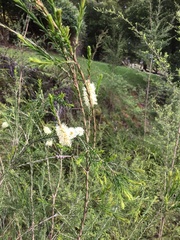 Melaleuca ericifolia