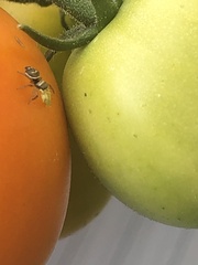 Heliophanus