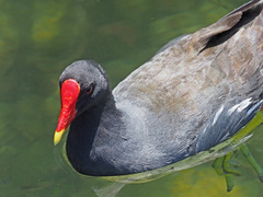 Gallinula chloropus meridionalis