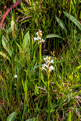 Satyrium longicauda