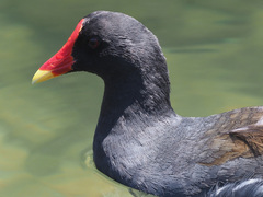 Gallinula chloropus meridionalis