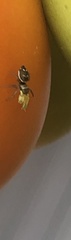 Heliophanus