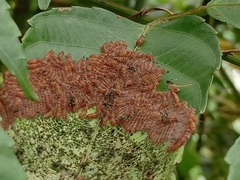 Thyrassia