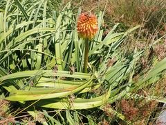 Kniphofia uvaria