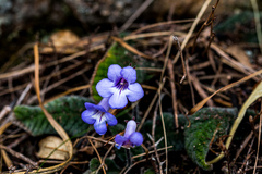 Streptocarpus