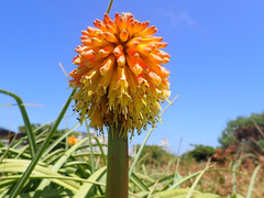 Kniphofia uvaria