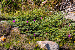 Tephrosia grandiflora
