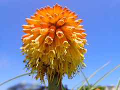 Kniphofia uvaria