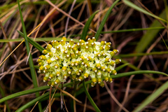 Xysmalobium involucratum