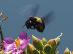 Xylocopa caffra