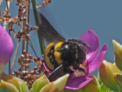 Xylocopa caffra