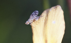 Austrotephritis poenia